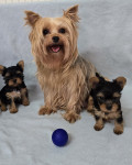 Yorkshire terrier, yorkie mini