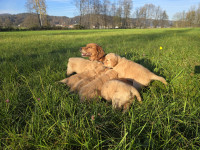 Zlati prinašalci z rodovnikom