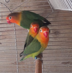 Agapronisi fischerji