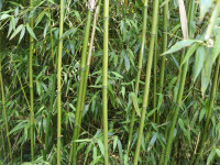 Bambus - korenine