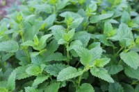 Citronska melisa - korenine