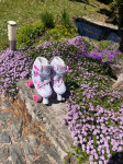 Kotalke Roces Quaddy girl 3.0