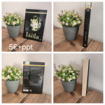 Knjiga Isola - Isabel Abedi