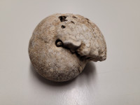amonit premer 4,5 cm, fosil iz obdobja mezozoika