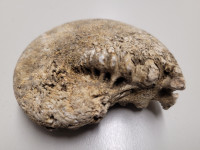 amonit premer 7 cm, fosil iz mezozoika