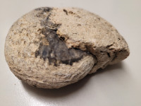 amonit premer 7,5 cm, fosil iz mezozoika
