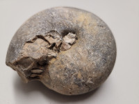 amonit premer 8 cm, fosil iz mezozoika
