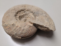 amonit premer 9 cm, fosil iz mezozoika