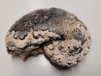 fosil iz obobja Mezozoika, amonit premer 10 cm