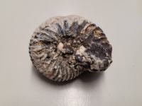 fosil iz obdobja Mezozoika, amonit premer 5 cm