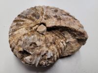 fosil amonit premer 6 cm