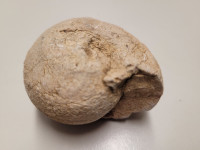 fosil iz obdobja mezozoika, amonit premer 6 cm