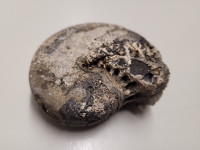 fosil iz obdobja mezozoika, amonit premer 7 cm