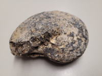 fosil iz obdobja mezozoika, amonit premer 8 cm