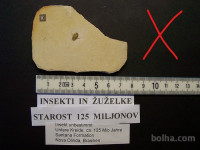Insekti in žuželke, fosil, starost 125 milijonov let - 4 €
