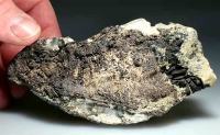 minerali, kristali - Srebro (samorodno)