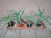 Drevesasta aloja - aloe arborescens