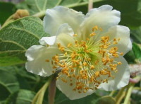 Kivi Tomuri moški opraševalec prodam ali zamenjam