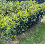 Lovorikovec - Prunus laurocerasus ‘Caucasica’