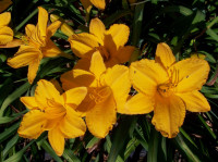 Maslenica / maslenka Golden Prize, zlato rumena (Hemerocallis)