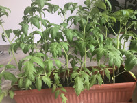 Paradižnik stare slovenske sorte flance, sadike