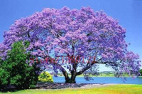 PAULOWNIA, PAULOVNIA, NAJHITREJŠE RASTOČE MEDONOSNO DREVO 1.000 SEMEN
