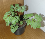 Pravi pelin (Artemisia absinthium)