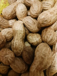 Prodam seme arašidov