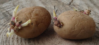 semenski krompir