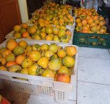 Domač Kaki iz Goriške