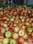 Jabolka za predelavo