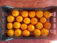 Kaki