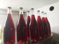 MODRA FRANKINJA pet nat  ,BIZELJČAN,DOSTAVA LJUBLJA