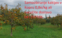 SAMOOBIRANJE KAKIJA in DOSTAVA