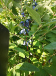 Sibirske borovnice bio sveže, prvo domače sadje