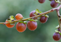 Diospyros Lotus / Lotosni ebenovec (kaki) - sadika z golo korenino