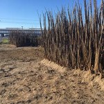 EKO sadike oreha Chandler - 170-250cm - CERTIFIKAT - (DOSTAVA TAKOJŠNJ