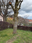 Hlod češnja