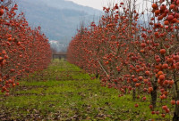 kaki vrste TIPO za zorjenje pripravljen. cena in prevoz po dogovoru.