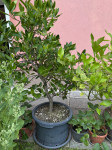 Limonovec (limona)
