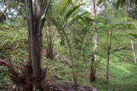 Salak palma (Salacca zalacca) sadike