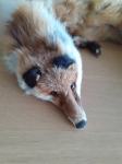 Ovratna rjava lisica