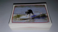 Panini Animal world