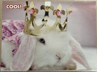 Krasen plakat ZAJEC za veterinarsko ordinacijo, čakalnico, sobo - NOVO