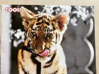 *Mogočni plakat TIGER/LEV za veterinarsko ordinacijo, čakalnico - NOVO