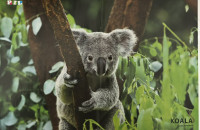 Plakat Pil KOALA