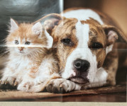 Poster PES in MAČKA v objemu plakat za veterinarsko ambulanto - NOVO
