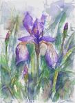 Umetniška slika "Cvetje/Iris/Perunika"