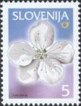 SLOVENIJA - (MI.313)  CVET ČEŠNJE