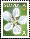 SLOVENIJA - (MI.547)  CVET HRUŠKE